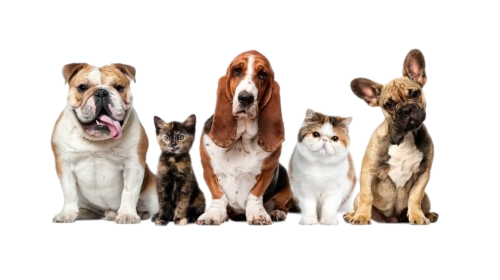 Image is not available